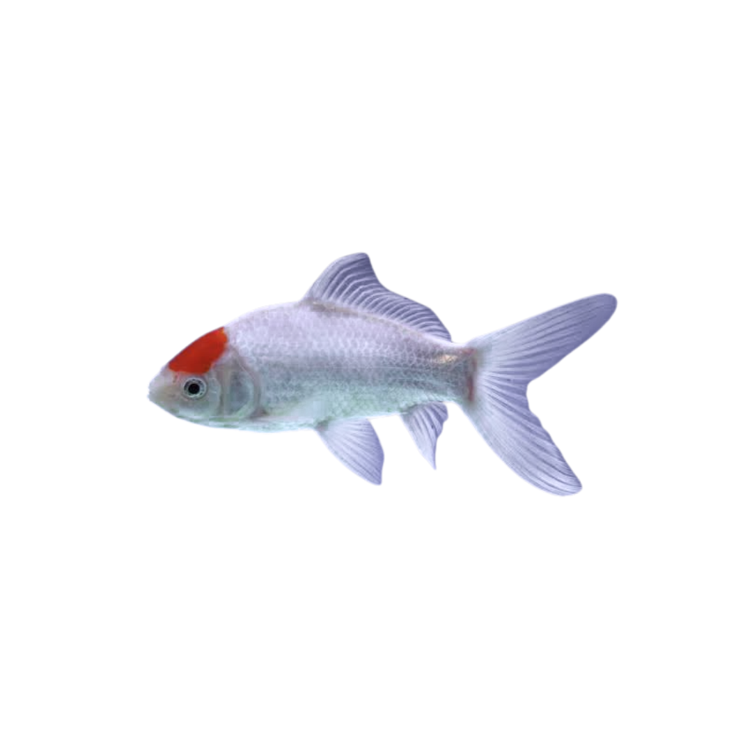 Tancho 'Red Head' Comet - 4cm (Carassius auratus) (Live Fish)