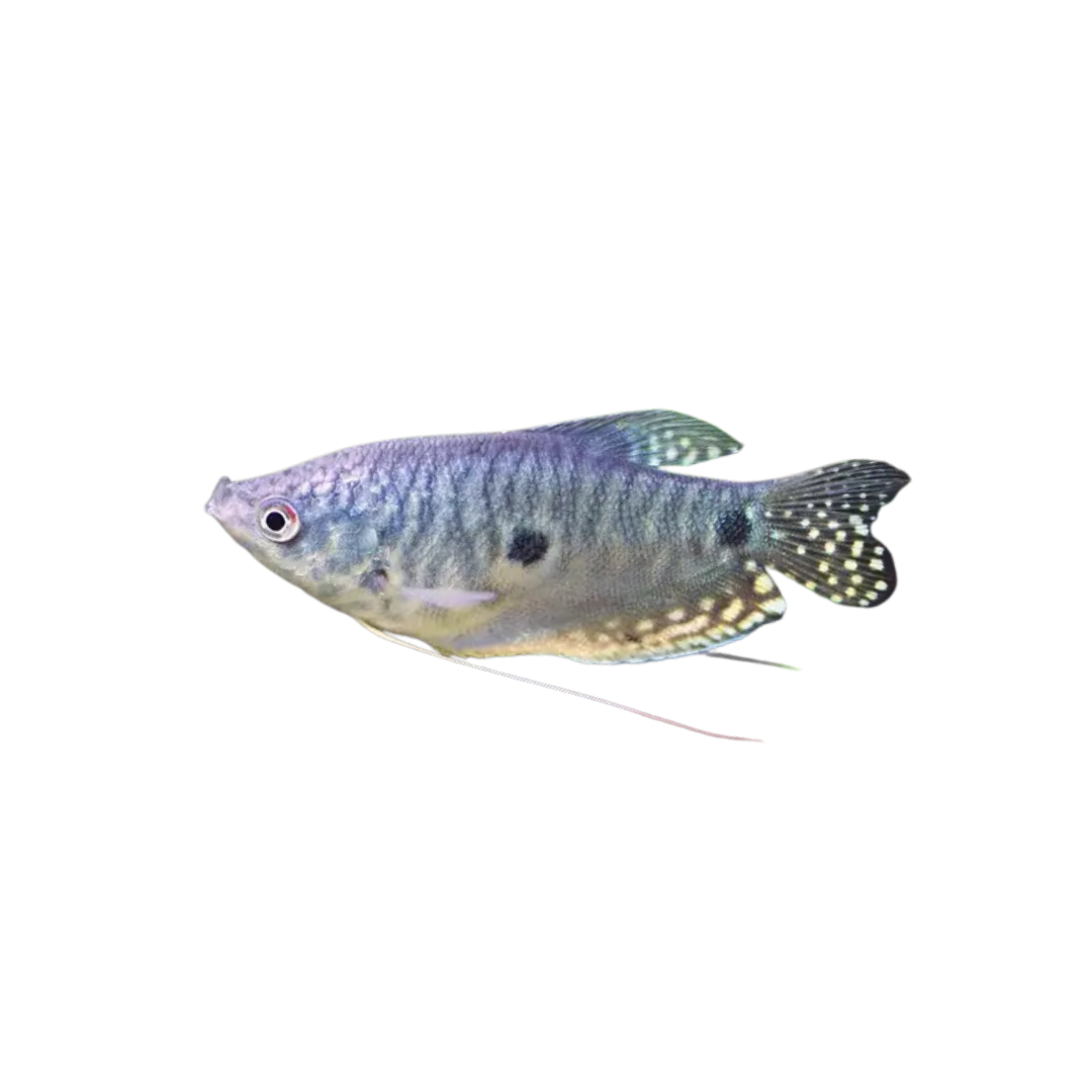 Three Spot Gourami - 6cm (Trichopodus trichopterus) (Live Fish)