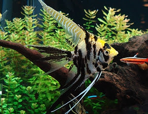 Gold Marble Veiltail Angelfish (3.5-4cm)