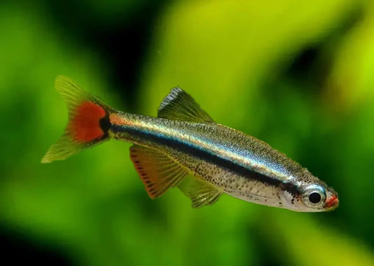 White Cloud Minnow - Home Bred