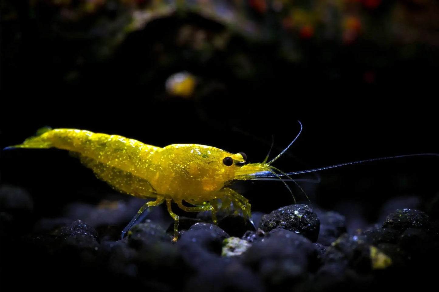 Yellow Cherry Shrimp