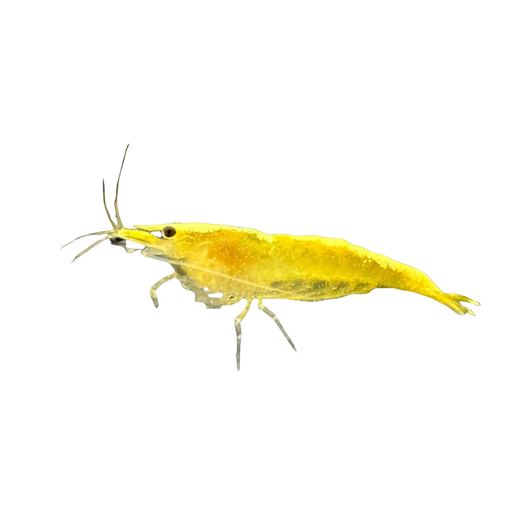 Yellow Cherry Shrimp