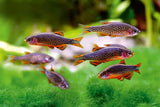 Celestial Pearl Danio