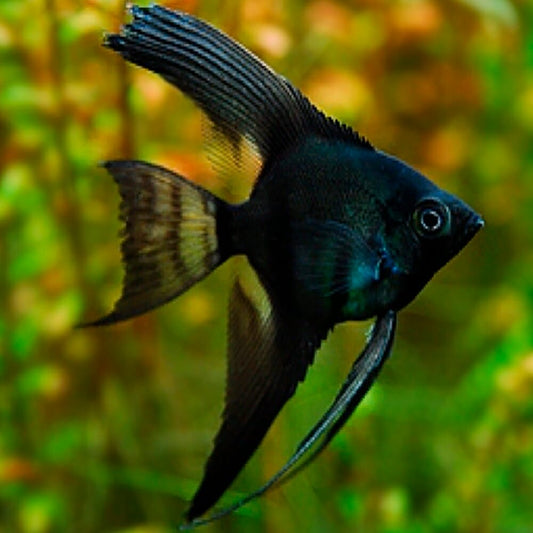 Black Angelfish (4-5cm) - Home Bred