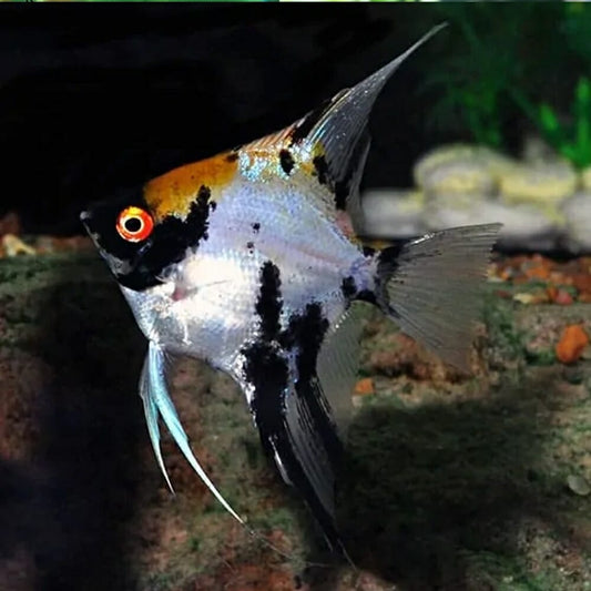 Koi Angelfish (3-4cm) - Home Bred