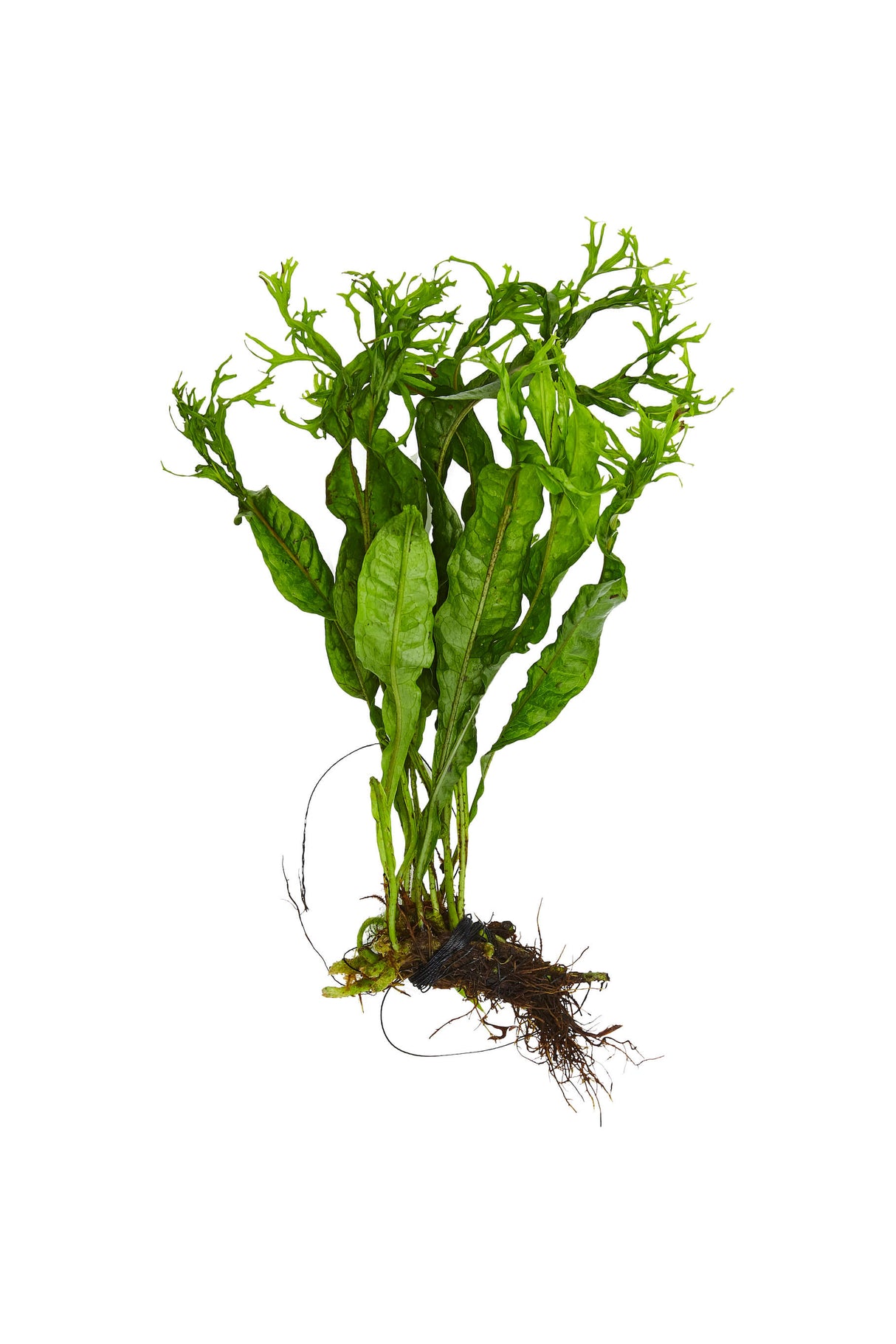 Crested Java Fern