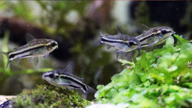 Pygmy Corydoras (1-2cm)