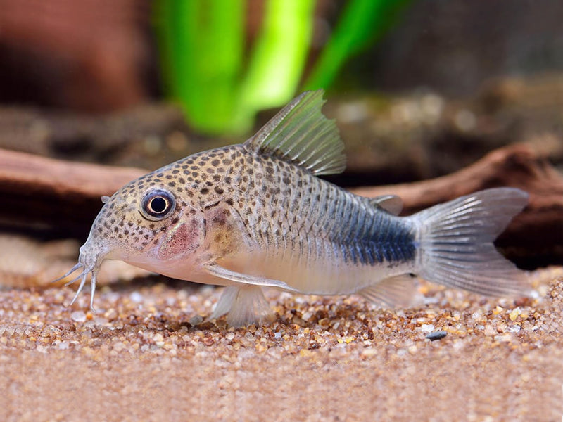 Similis Corydoras (3-4cm)