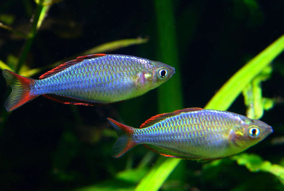 Dwarf Neon Rainbowfish (Melanotaenia praecox) - Home Bred ...