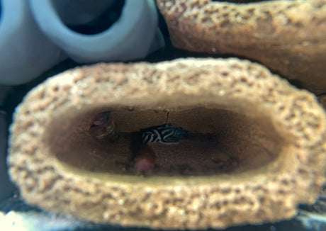 Medium Flat Oval Pleco Breeding Cave