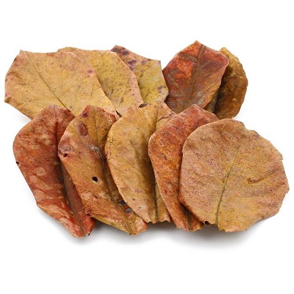 Indian Almond Leaves (Terminalia catappa) - Pack of 10