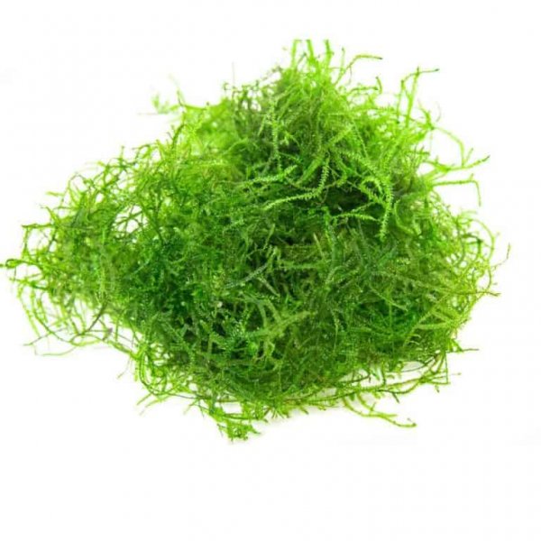 Java Moss - Small Tub
