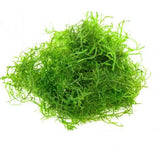 Java Moss - Small Tub