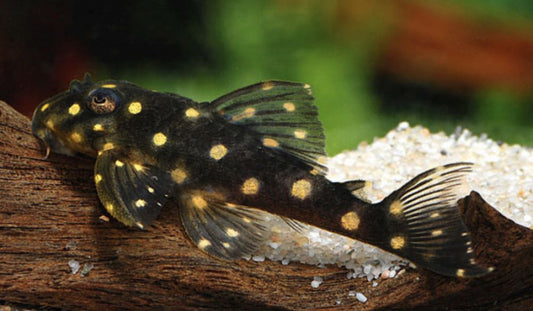 L201 Orinoco Angel Pleco (3-4cm) - Home Bred