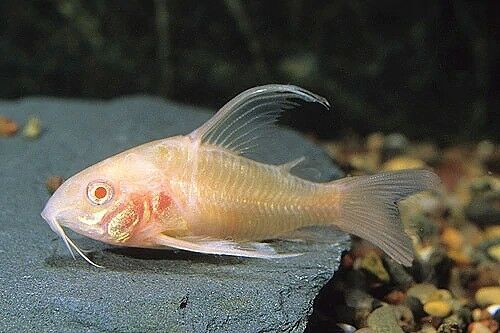 Longfin Albino Peppered Corydoras (3-4cm) - Local Bred