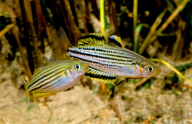 Skull Creek Rainbowfish (Melanotaenia sahulensis) (4cm) - Home Bred