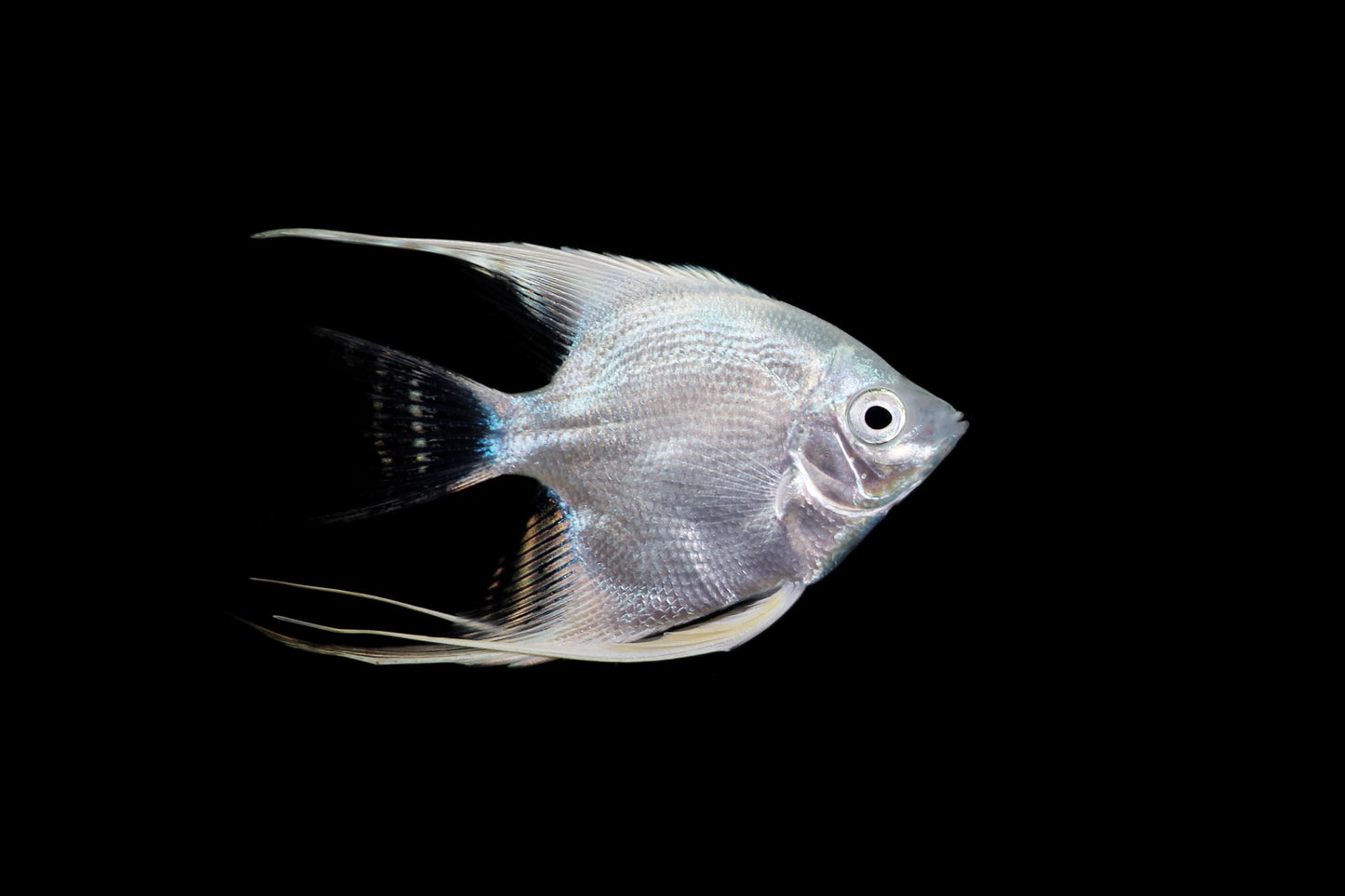 Platinum Angelfish (4-5cm) - Local Bred