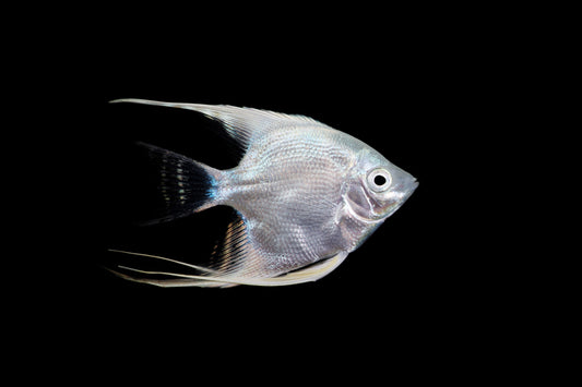 Platinum Angelfish (4-5cm) - Local Bred