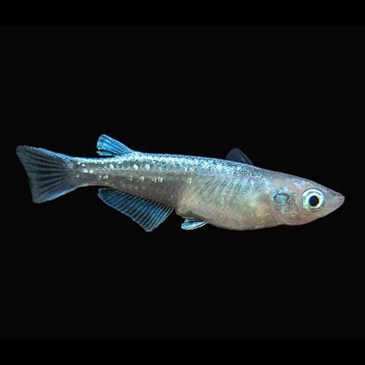 Platinum Medaka Rice Fish
