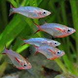 Daisy's Blue Ricefish