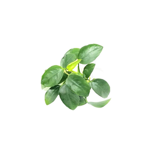 Anubias Nana Petite - One Stem (4-8 Leaves)