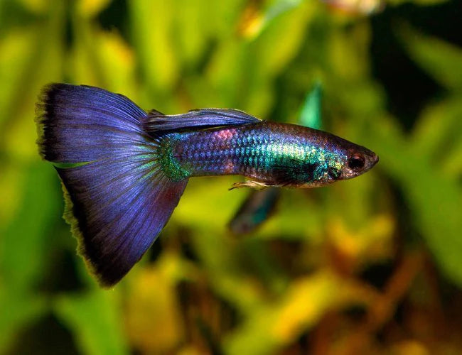 Blue Moscow Guppy - Home Bred