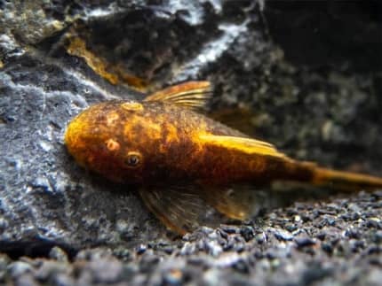 Marble Calico Bristlenose Pleco (4-5cm) - Local Bred