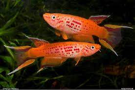 Orange/ Gold Lyretail Killifish (Aphyosemion australe)
