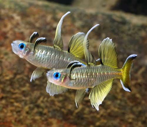Pacific Blue Eye (Pseudomugil signifer) (3cm) - Home Bred