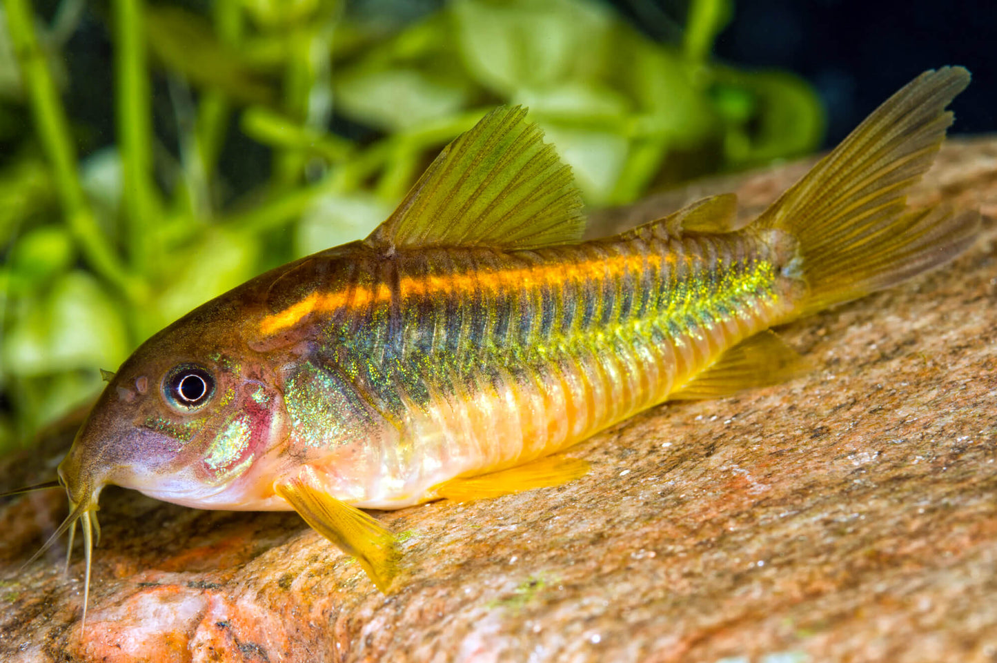 Gold Laser Corydoras (3-4cm) - Home Bred
