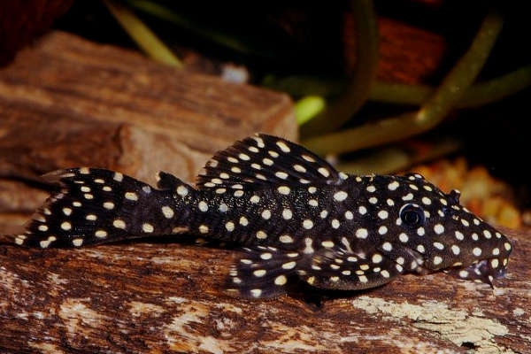 L007 Vampire Plecos (5-6cm) - Local Bred