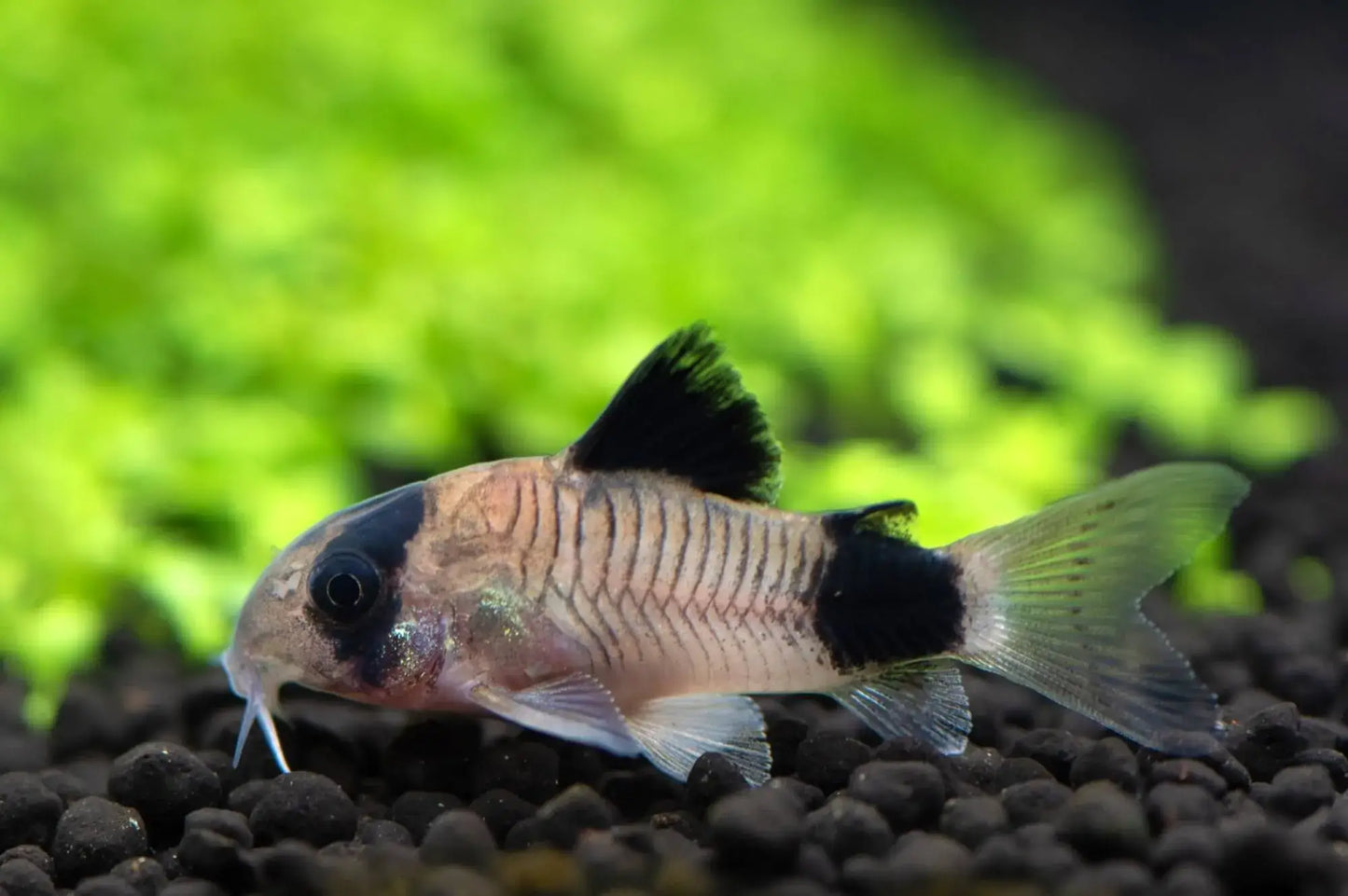 Panda Corydoras (2-3cm) - Home Bred