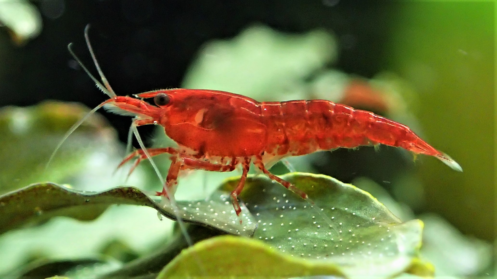 Red Cherry Shrimp KeepingFishSimple   Pastedimage0 