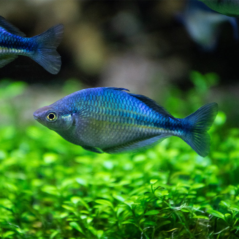 Lake Kutubu Turquoise Rainbowfish (Melanotaenia lacustris) (5cm)